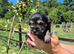 KC Registered Miniature Schnauzers