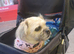 WANTED !!!!!! MALTI-PUG puppy