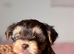 Yorkshire terrier biewer chocolate/ chocolate & tan