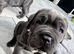 2 Neapolitan mastiff puppies Dori & dozer