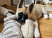 KC Registered American Akita