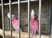 Proven breeding pair galah cockatoos