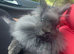 Dwarf male grey lion lop head