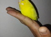 Hand reared tame budgie