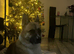 Rehoming 3 year old Akita