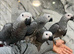 Handreared Friendly Super Tame Cuddly African Grey Parrot,1