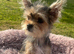 Beautiful wee female Yorkie ready for their forever home