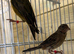 Stunning miniature Raza canary pair