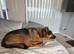 German shepherd working lines