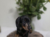 2 smooth dachshunds pups