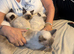 Rag doll kittens