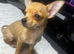 4 teacup chihuahua puppies
