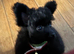 Stunning Toy Poodle x Pomeranian puppy Ready to go
