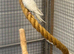 Birds for sale