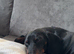 Lovely 3 year old boy needs rehoming