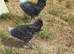 Silver Campine pullet growers