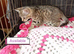 Kittens adorable ready to leave now only 2 left now