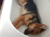 German Shepherd x Belgian Malinois boy 9 months old