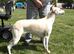Whippet puppies