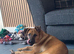 Willow looking for her forever home