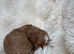 Stunning F1b Cavapoo Males