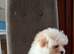 Maltese x Pomeranian Puppies