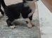 3 kittens for sale