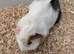 Adorable baby Guinea pigs for sale.