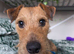 Lakeland terrier boy for sale family homes only