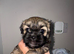 For sale