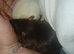 Two male young rats