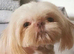 Shihtzu puppies (imperial)