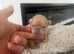 Chihuahua pups
