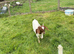 Goat kids for sale Boer x