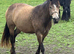 Registered Welsh Cob (Section D) potential Broodmare