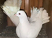 Fantail pigeons
