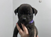 Mix breed pups for sale!