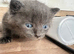 Kittens for sale
