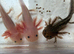 Pink axolotls