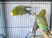 Many black wing budgies