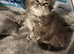 Adorable pure Persian babies
