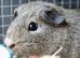Male guinea pg