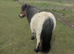 Registered standard shetland mare