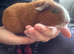 1 Male and 1 Female Guinea Pig