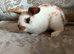 Mini lop/ French lop