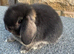 Miniature lop babies true to type