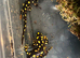 Lake urmia newts