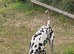 Beautiful Dalmation