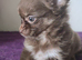 CHOCO & BLUE Fluffy Boy Looking for a 5★ Home!