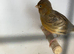 Pairs Canary